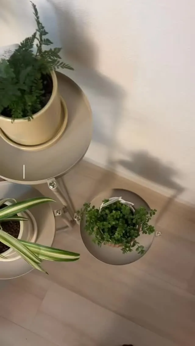 本日よりスタートしました🌿✨